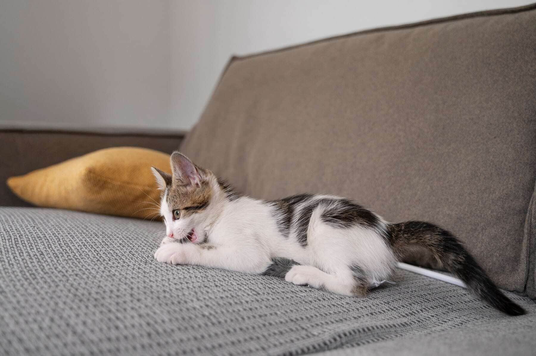 How to Choose the Best Cat Scratch Resistant Couch for Your Home