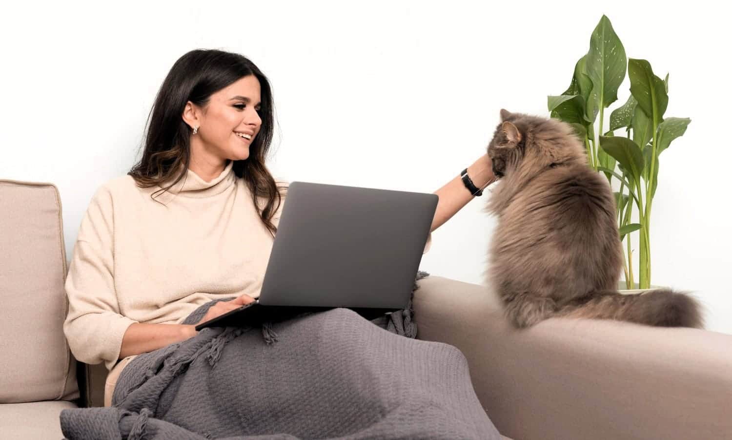 Review: Best Pet Friendly Couches 2025