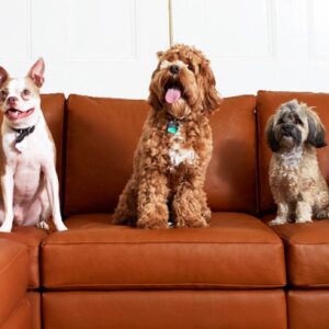 16.9 display - how to remove pet hair from couch