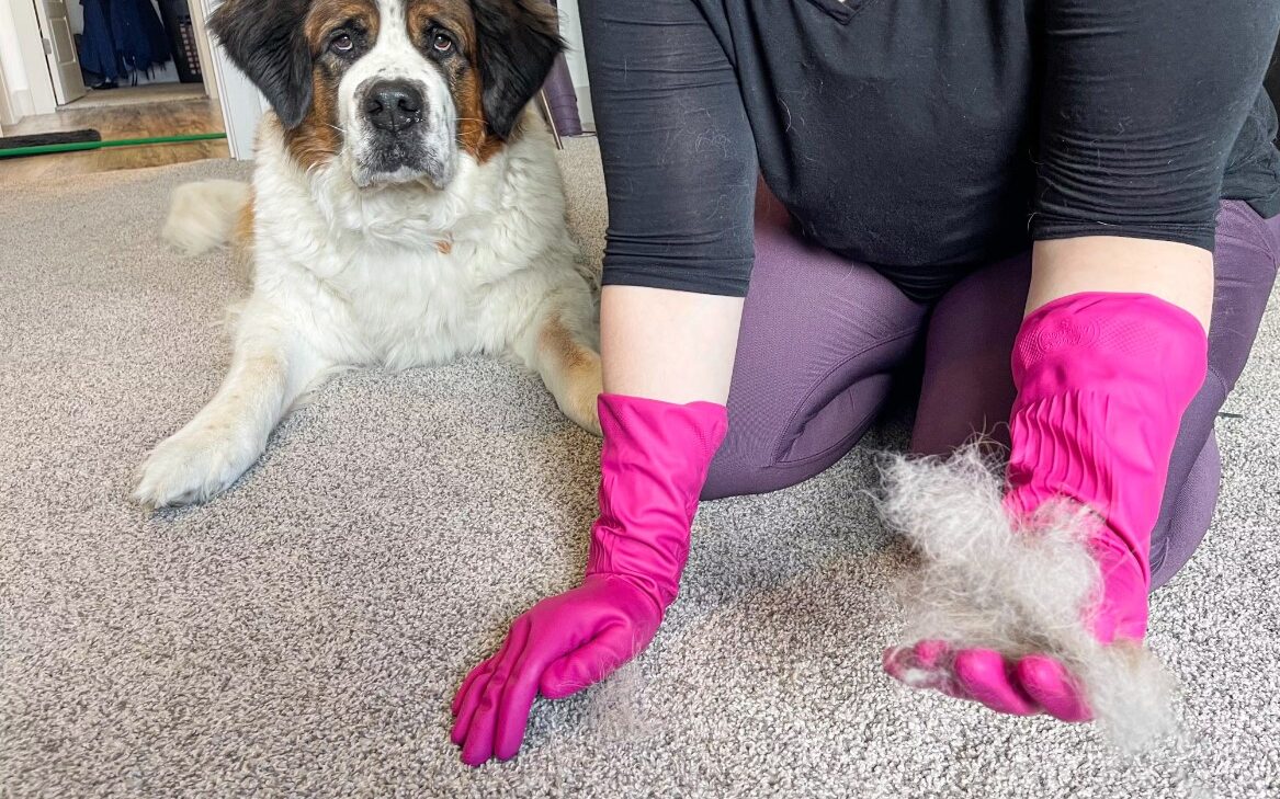 Rubber Gloves: How to Remove Pet Hair from Sofa