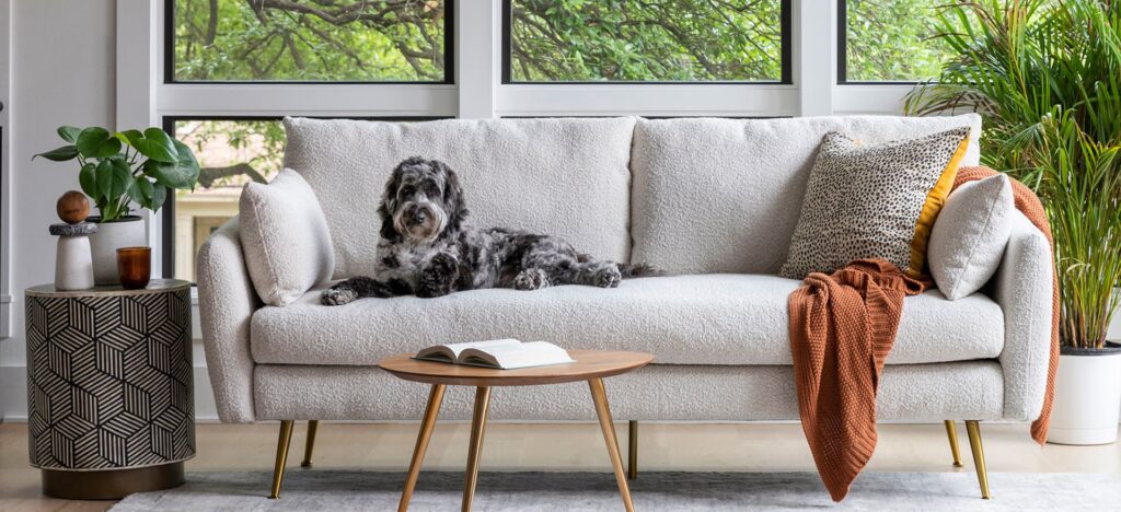 Pet Sofa: How to Remove Pet Hair from Sofa