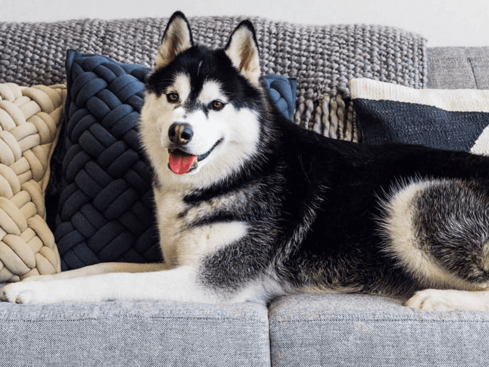 best furniture for dogs