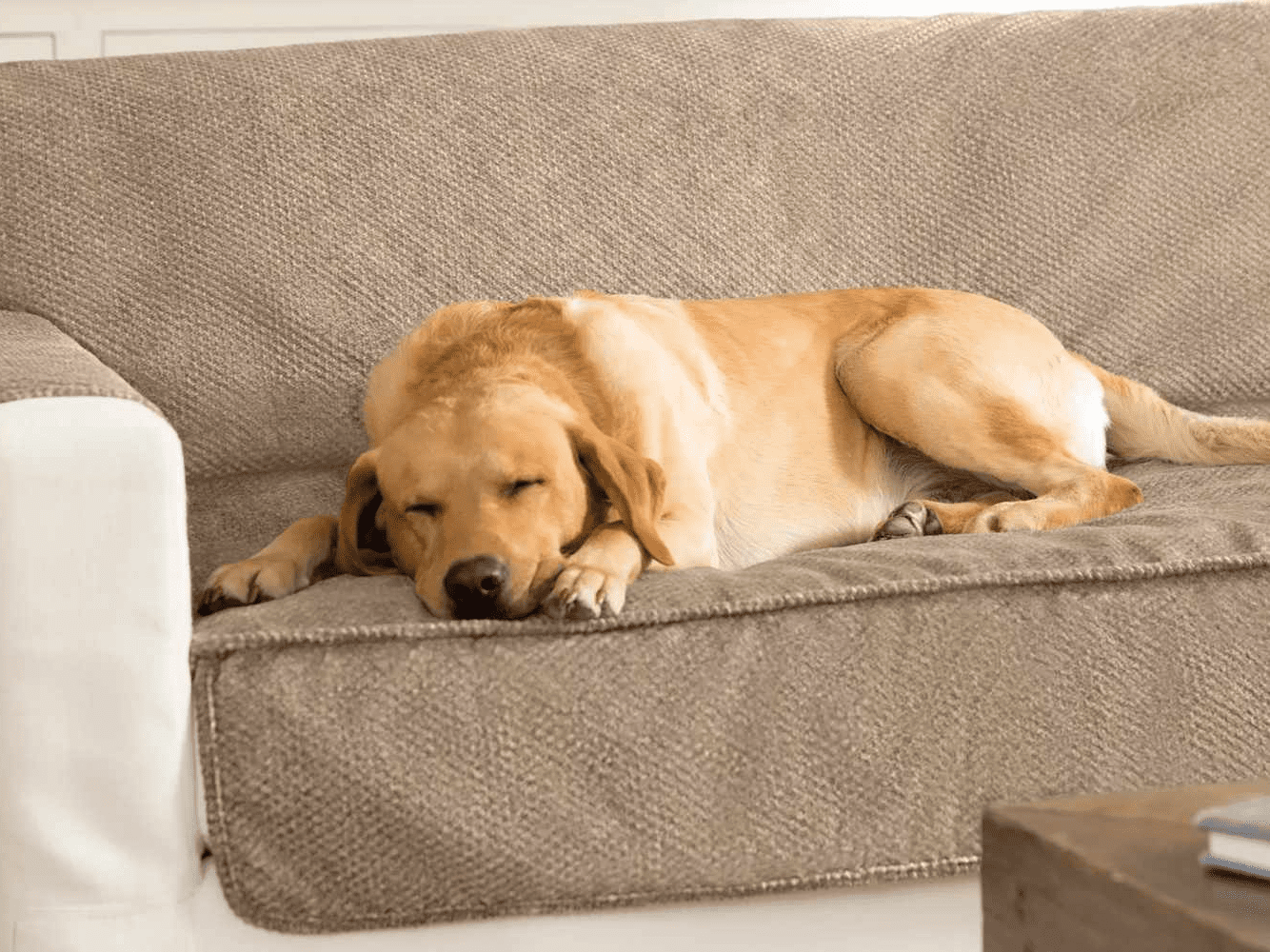 This is the secret to a stylish, pet-friendly home with our guide to the best furniture for dogs. Discover durable, chic options that cater to both your aesthetic and your furry friend's needs, transforming your space into a haven for hounds and humans alike.