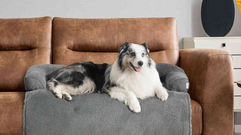 sofa 1439e040a845495e89e9180ada253e66 - Best Furniture for Dogs, bed, clean