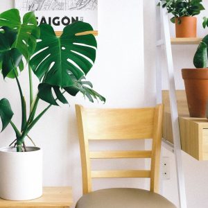 pexels huy phan 3153521 Cropped scaled - best low maintenance indoor plants, Indoor Plants, beginners, gardening, indoor space
