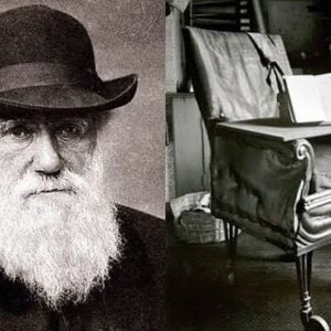 Charles Darwin 1 - Task Chair vs Office Chair, task chair