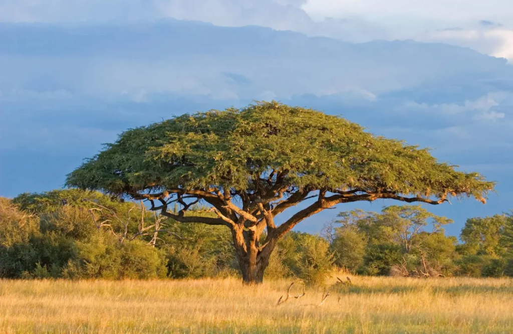 acacia tree