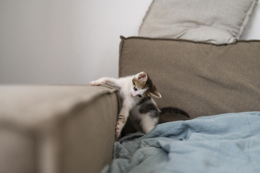 Cat Scratch Resistant Couch