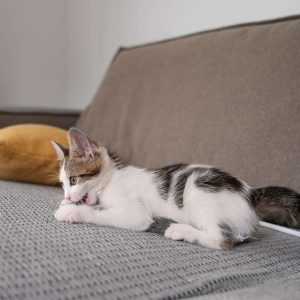 cute cat spending time indoors 23 2150649173 - cat scratch resistant couch
