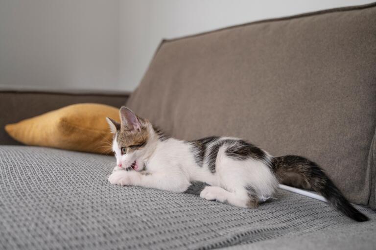 cute cat spending time indoors 23 2150649173 - cat scratch resistant couch