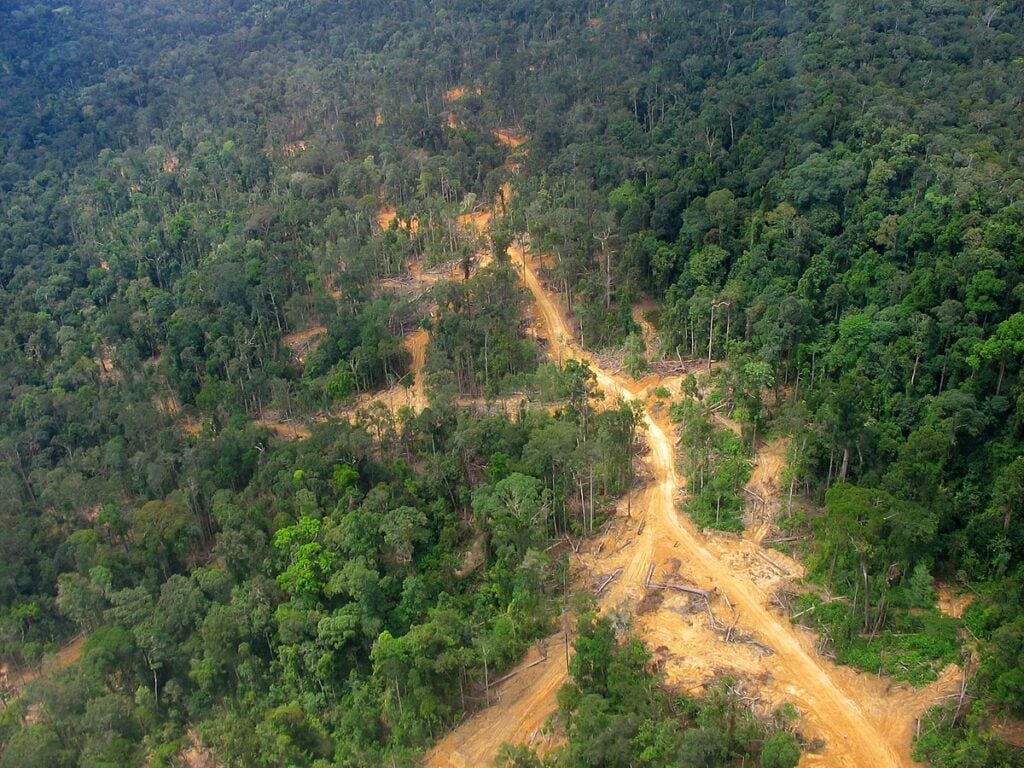 Logging road East Kalimantan 2005 | Sohnne® Logging road East Kalimantan 2005