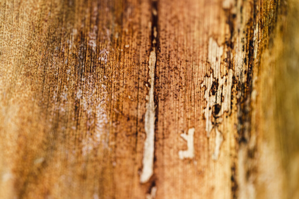 Grime build up on wood surface