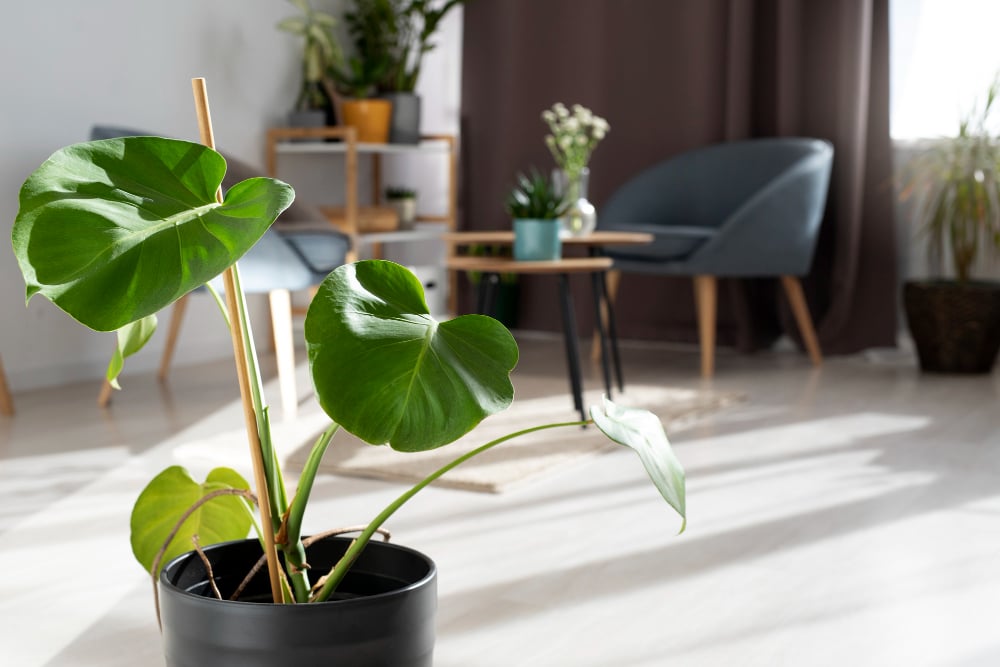 2149383643 | Sohnne® Apartment living room decor ideas featuring lush indoor plants that bring warmth into small spaces.