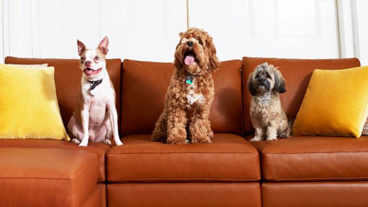 16.9 display - how to remove pet hair from couch