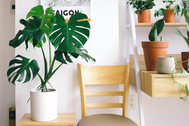 pexels huy phan 3153521 Cropped scaled - best low maintenance indoor plants, Indoor Plants, beginners, gardening, indoor space